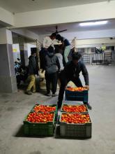 IT Employees unloading the Tomato load 2
